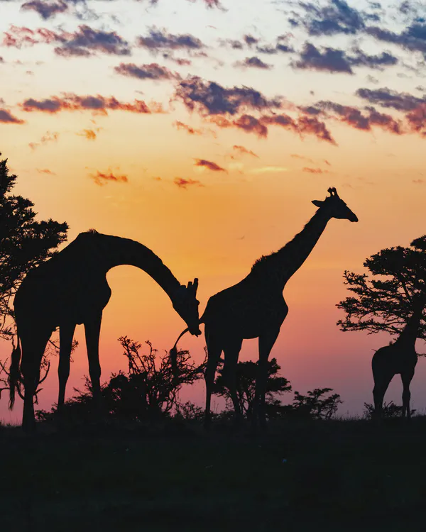 Stories from the Bush