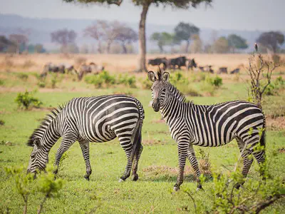 Mikumi National Park