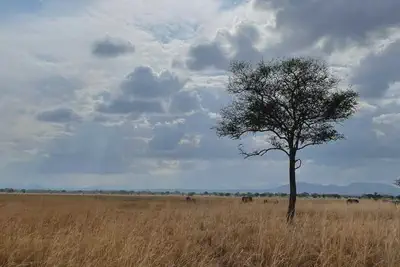 Safari Location